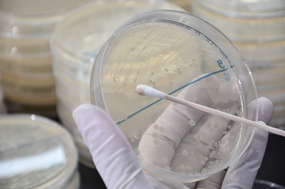 ตรวจยาดมหงส์ไทย