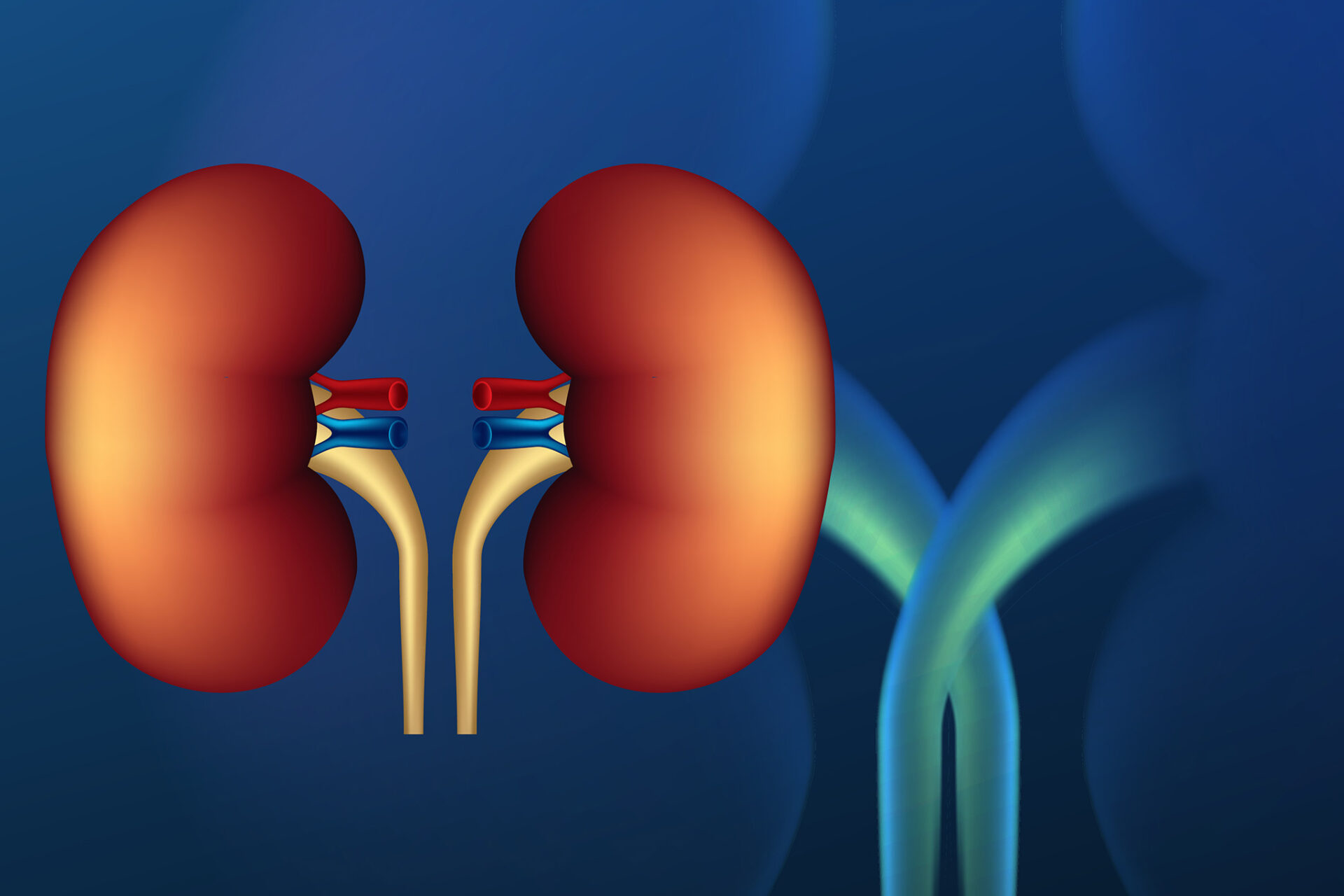 6 พฤติกรรมดีต่อไต 6 พฤติกรรมดีต่อไต